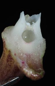 Dendrobium paucilaciniatum