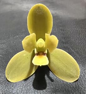 Cymbidium madidum