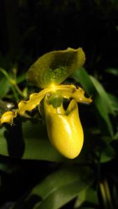 Paphiopedilum primulinum