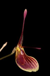 Restrepia iris