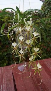 Plectrelminthus caudatus