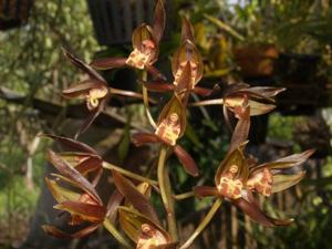 Cymbidium sinense