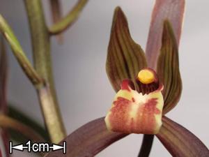Cymbidium sinense