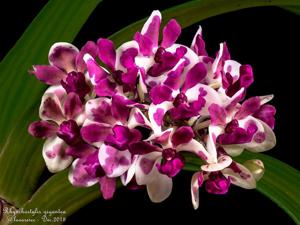 Rhynchostylis gigantea