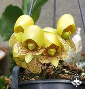 Catasetum denticulatum