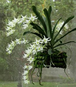 Sobennikoffia robusta