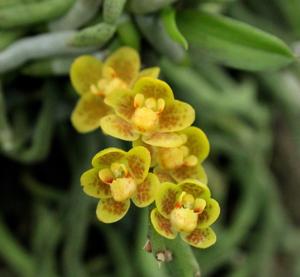 Chiloschista nakonpanomensis