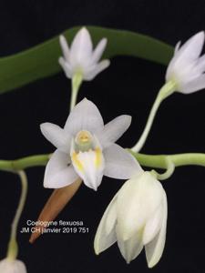 Coelogyne flexuosa