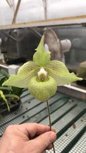 Paphiopedilum jackii