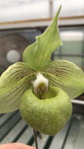 Paphiopedilum jackii