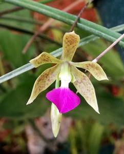Encyclia bracteata