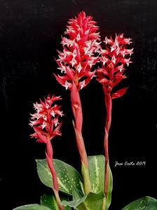 Stenorrhynchos speciosum