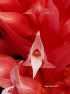 Stenorrhynchos speciosum