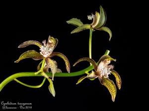 Cymbidium tracyanum