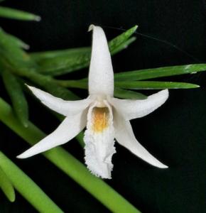 Dendrobium exile