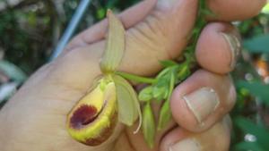 Selenipedium palmifolium