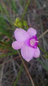 Epistephium parviflorum