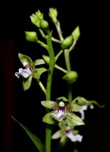 Paradisanthus bahiensis