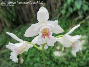 Bifrenaria leucorrhoda