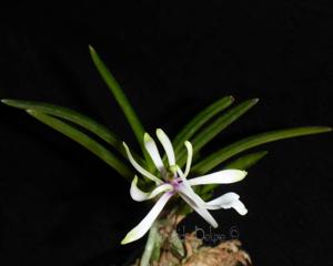 Vanda falcata