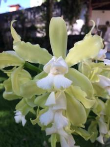 Cattleya tigrina f. alba