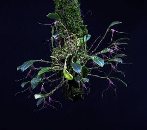 Stellamaris pergrata