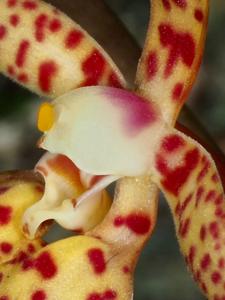 Renanthera breviflora