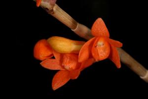 Dendrobium melinanthum