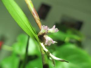 Scaphyglottis graminifolia