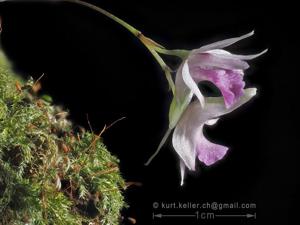 Dendrobium elliottianum