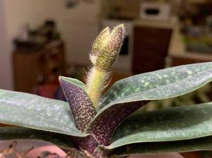 Paphiopedilum micranthum