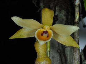 Dendrobium aphrodite