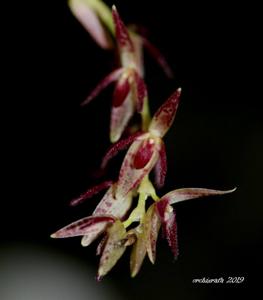 Pleurothallis loranthophylla
