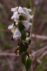 Spiranthes odorata
