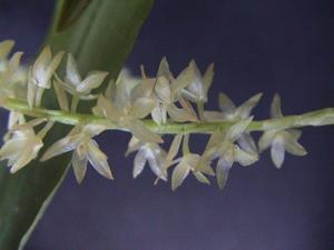 Coelogyne bigibbosa