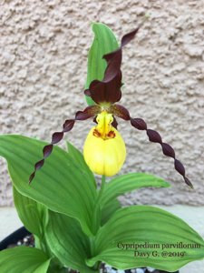 Cypripedium parviflorum