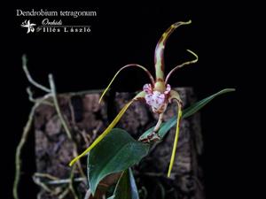 Dendrobium tetragonum