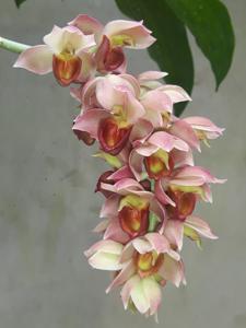 Catasetum cirrhaeoides