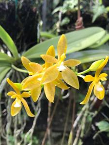 Phalaenopsis cornu-cervi var. flava
