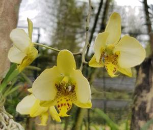 Phalaenopsis stuartiana