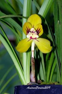 Cymbidium goeringii