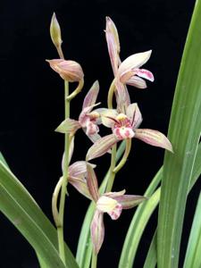 Cymbidium ensifolium