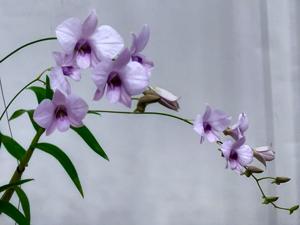 Dendrobium bigibbum var. superbum