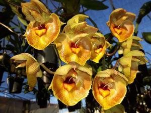 Catasetum expansum