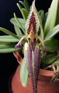 Bulbophyllum romyi