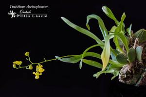 Oncidium cheirophorum