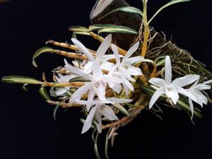 Dendrobium moniliforme