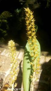 Bulbophyllum gibbosum