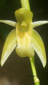 Coelogyne prasina