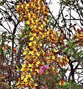 Cyrtochilum macranthum